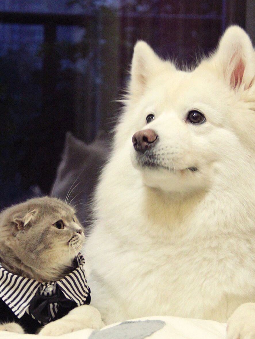 手机壁纸高清无水印宠物狗狗篇