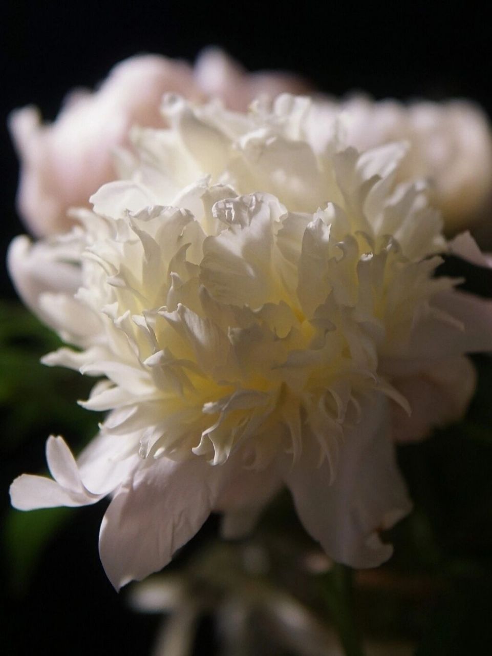 芍药凤羽落金池,15.