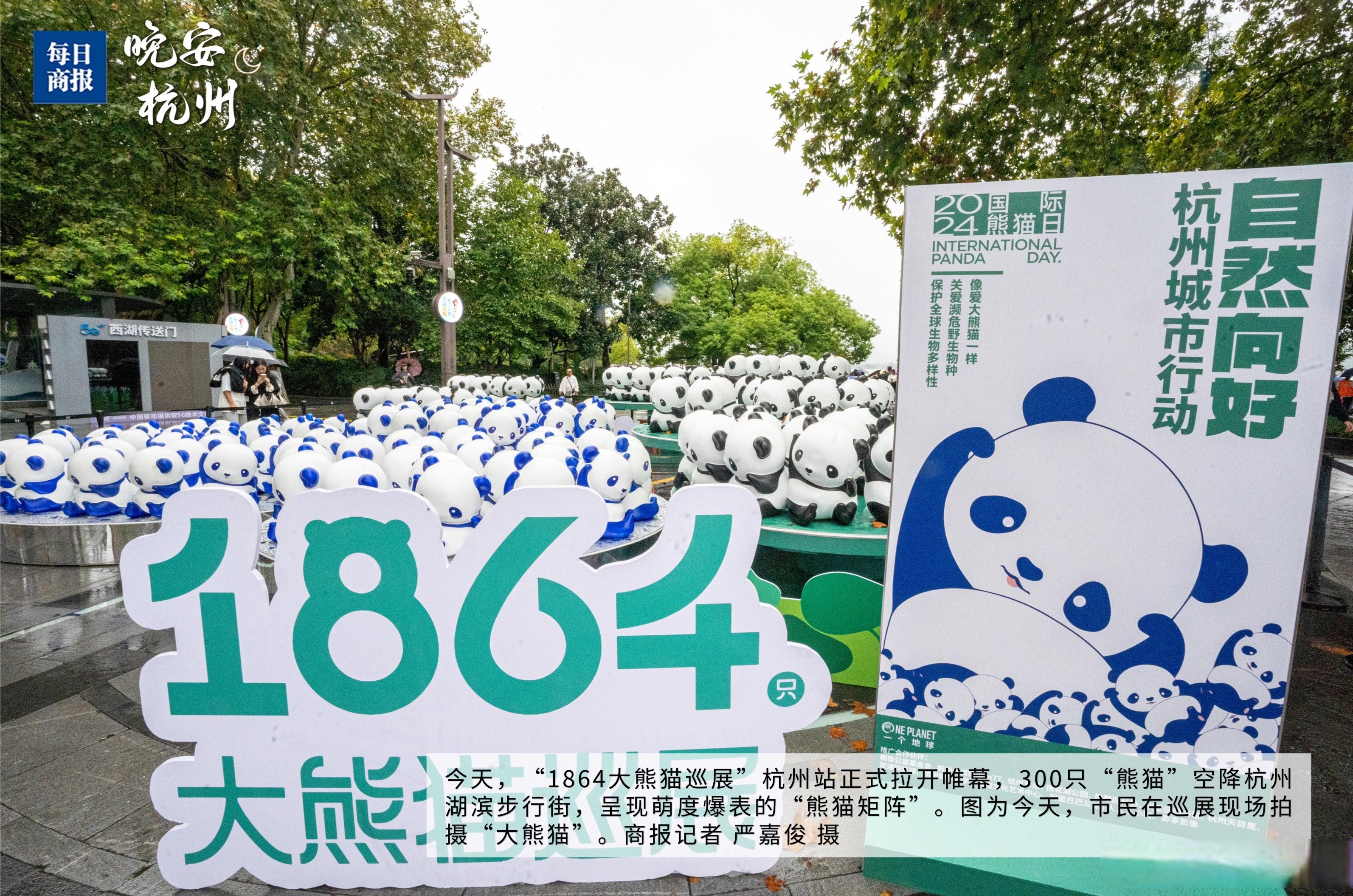 晚安杭州##每日视觉# 今天,"1864大熊猫巡展"杭州站正式拉开帷幕,300