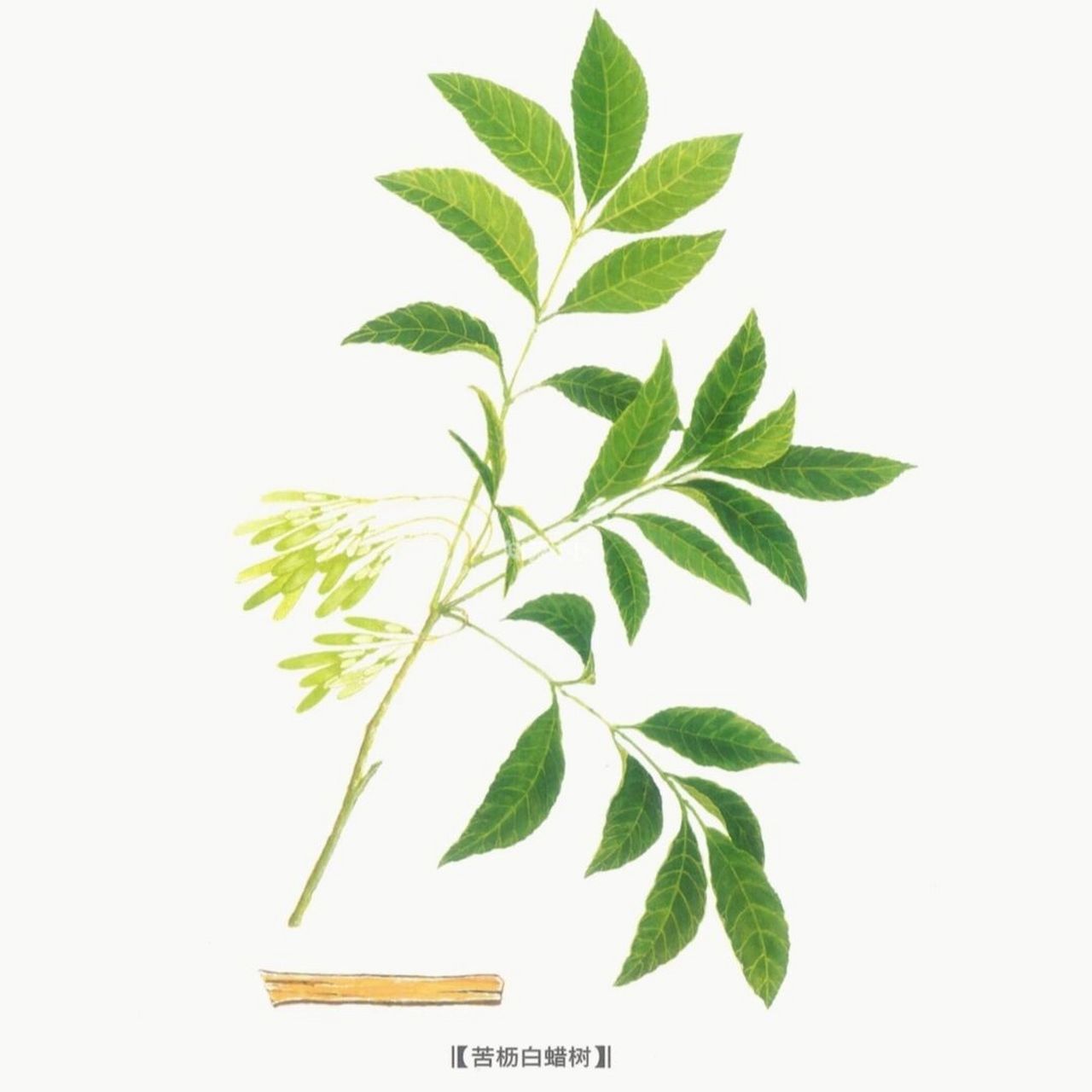 看图识中药||每天学习一味中药 90秦皮90 96始载于:《神农本草