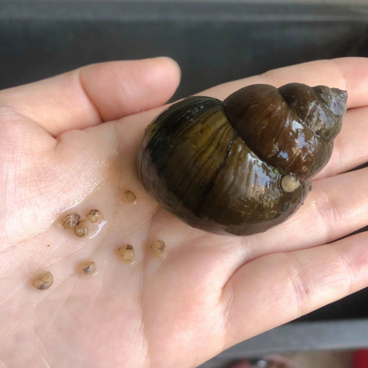 回想起那天水塘里摸田螺时发现的幼崽呈黑色,应该是阿福的崽.