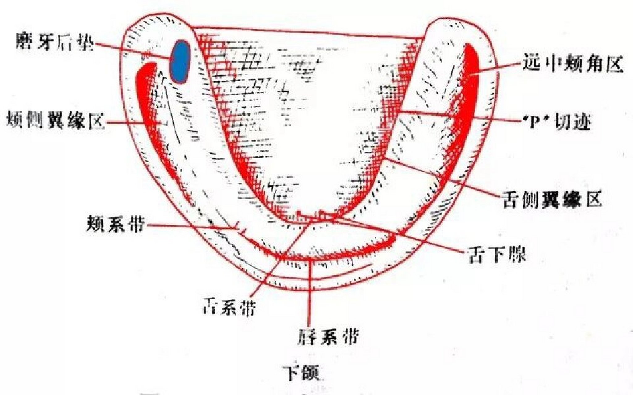 📖全口无牙颌/解剖标志/全口义齿/口腔修复