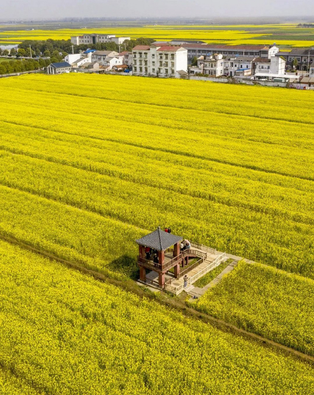 本周六,蔡甸消泗油菜花海景区正式对外开园.