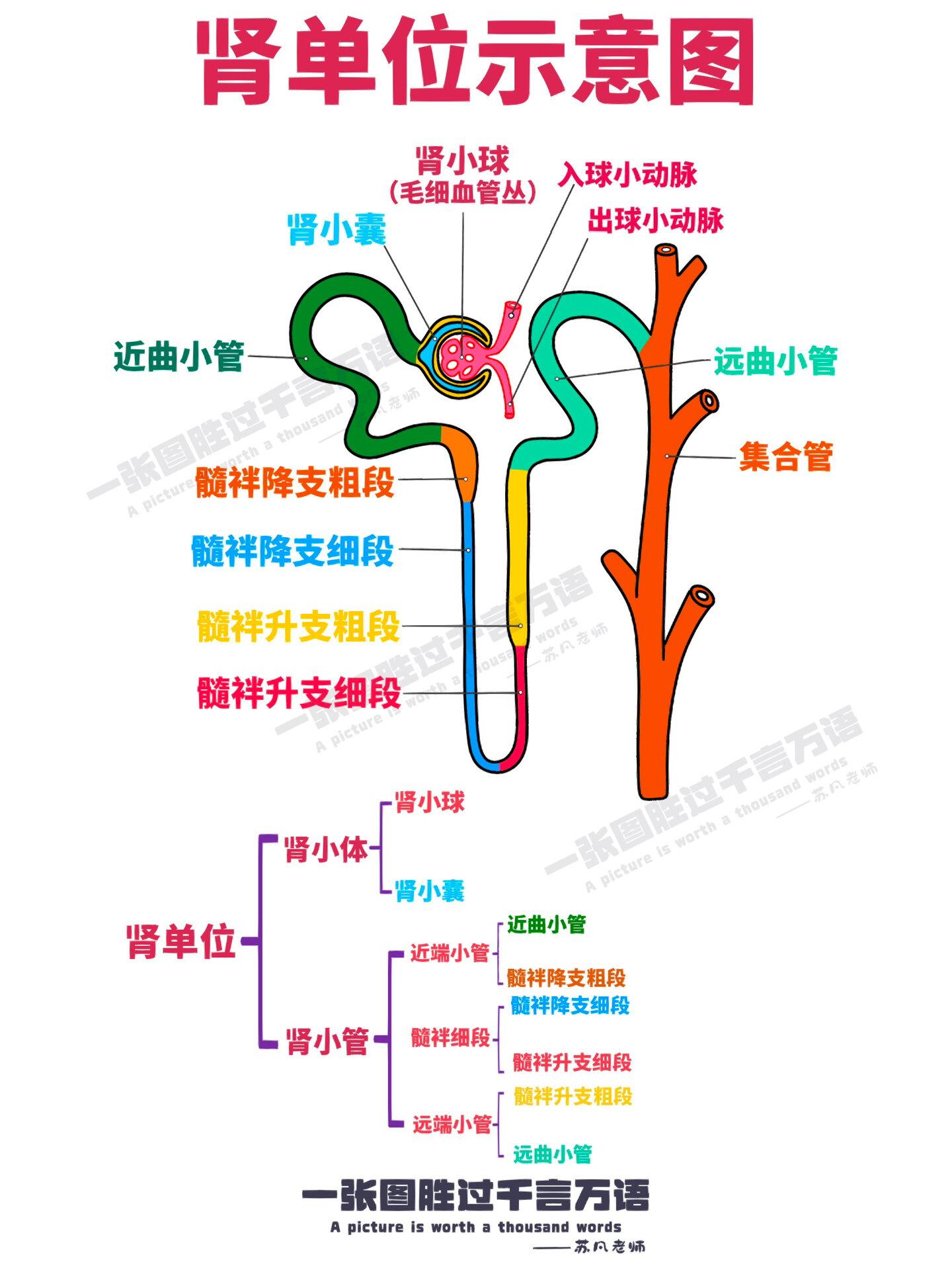 肾单位示意图