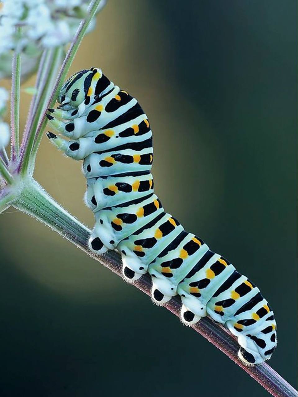 毛毛虫 || 写生图片素材分享 胖胖的糖宝来啦