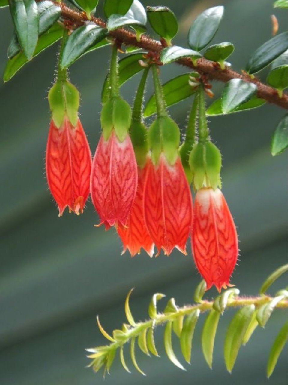 4月18日·五翅莓【365天·一天一朵生辰花】 【生辰花】五翅莓 agape