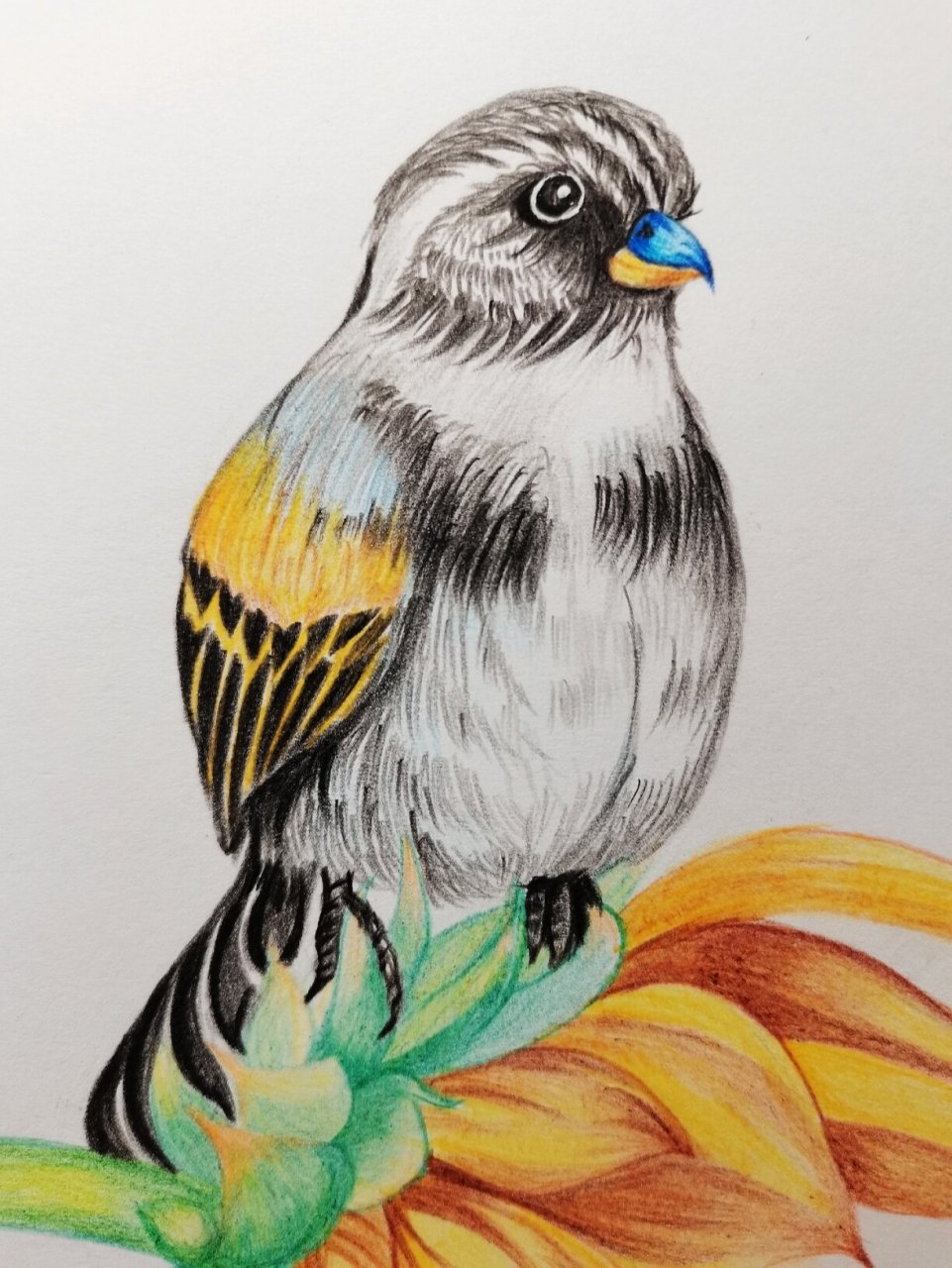 手绘彩铅插画鸟 鸟语花香 画的有点久 大概3个多小时