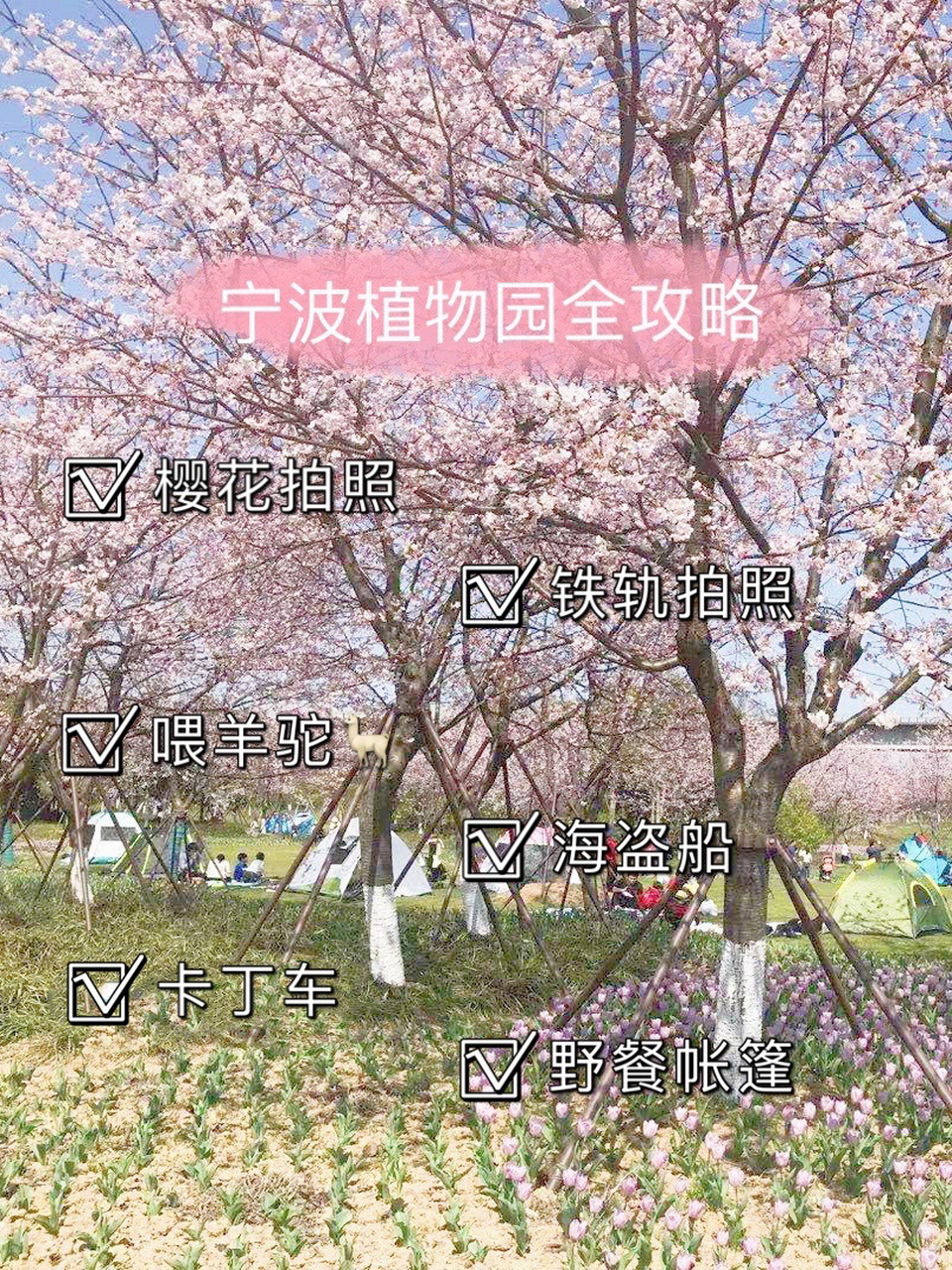 宁波植物园全攻略|樱花|羊驼|海盗船|卡丁车 又是一年春天呀~据说很多
