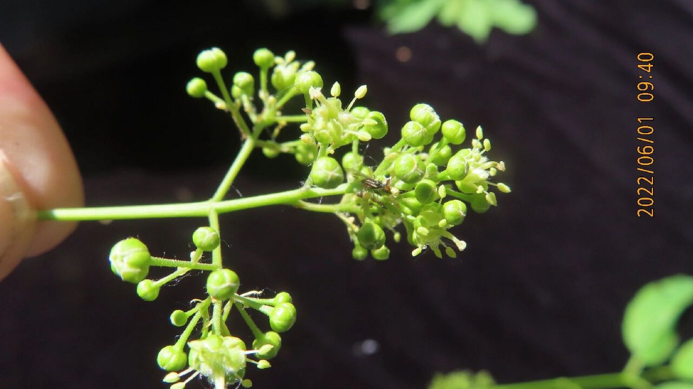 茶条槭,槭树科槭树属落叶乔木 因为叶子可以做茶得名