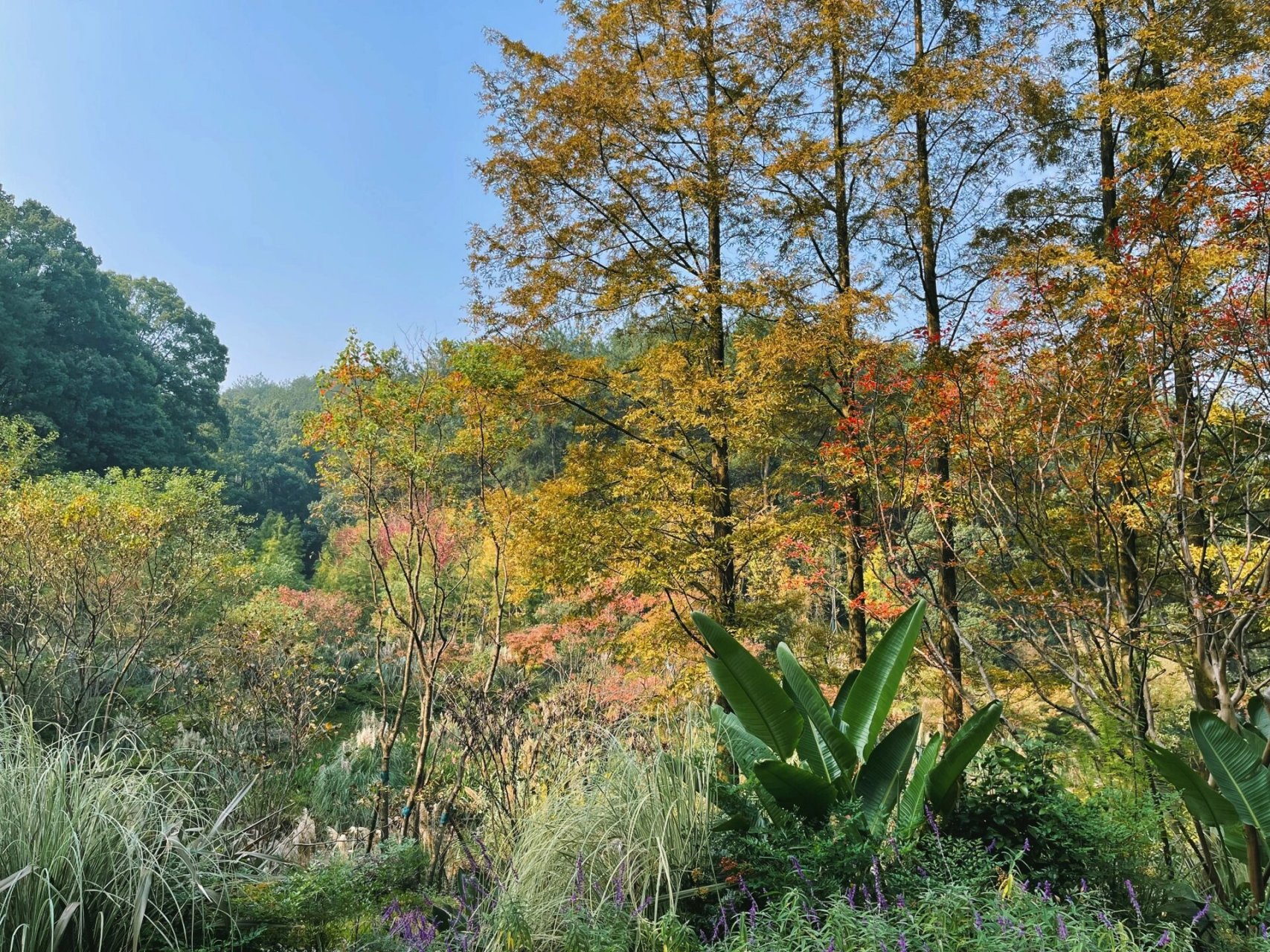 北碚缙云山黛湖 22年10月22号的黛湖秋色,想念了一年,已经开始天天在