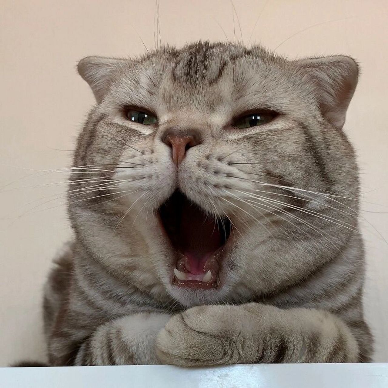 09可爱搞怪的猫猫头像～ 图源:95