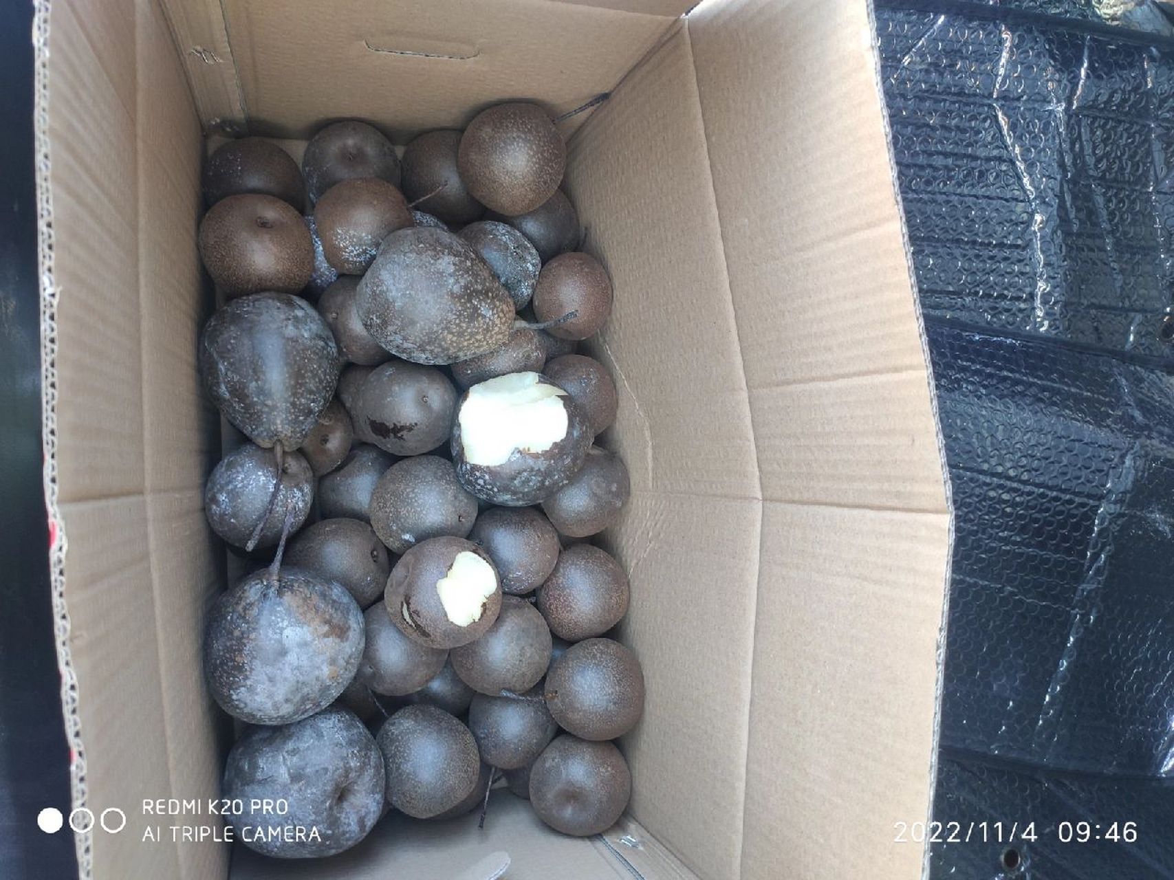 有人知道这种黑皮梨吗?