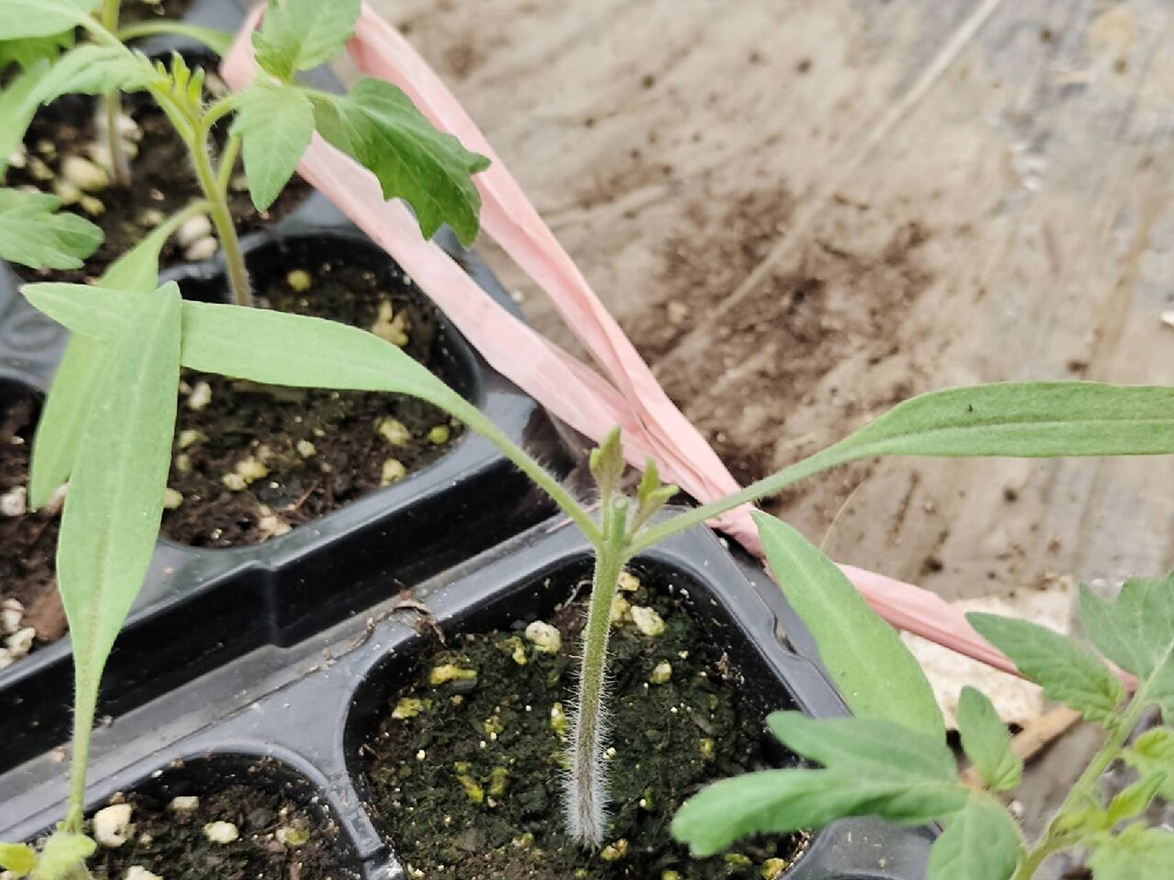 关于番茄的双杆整枝 1.