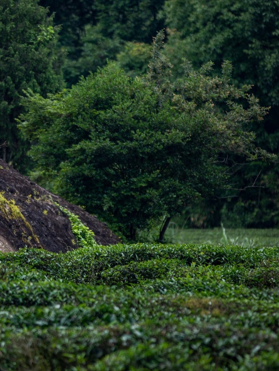 岩茶基础知识|武夷正岩之碧石岩|干货分享 碧石岩,武夷山九十九名岩之