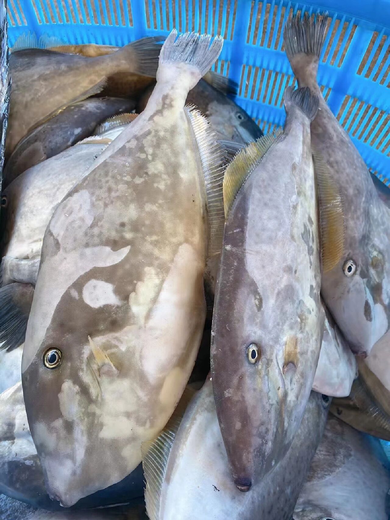 剥皮鱼也叫羊鱼