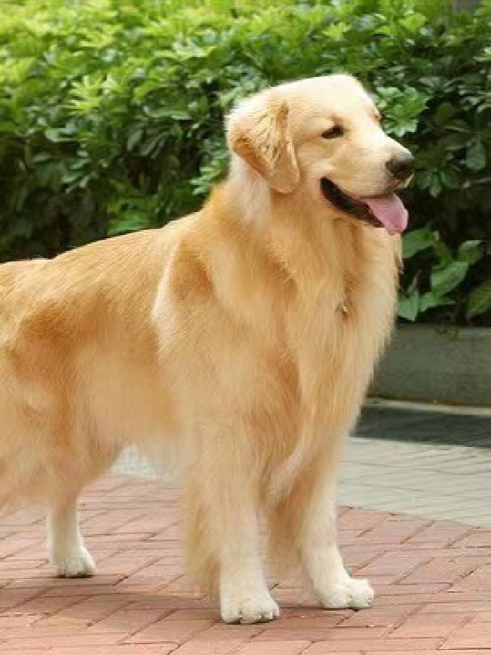 穷养篇:养一只金毛98要花多少钱?