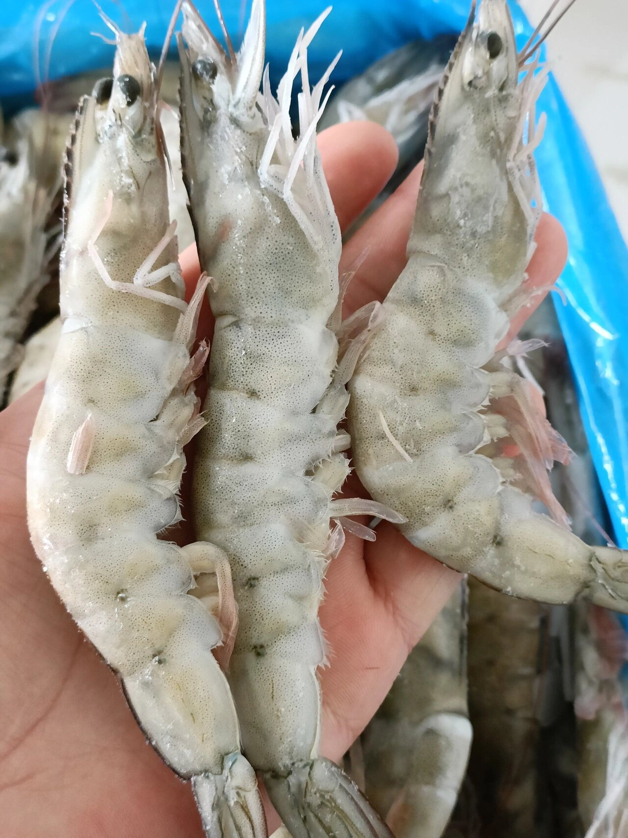 盐田大虾虾,来自深海的味道,大虾规格40-50精品盐冻