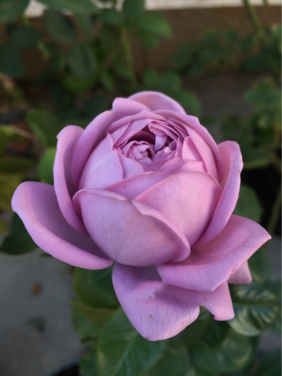 蓝紫色月季中不可忽视的品种   微蓝 微蓝是一款来自德国的月季,叶片