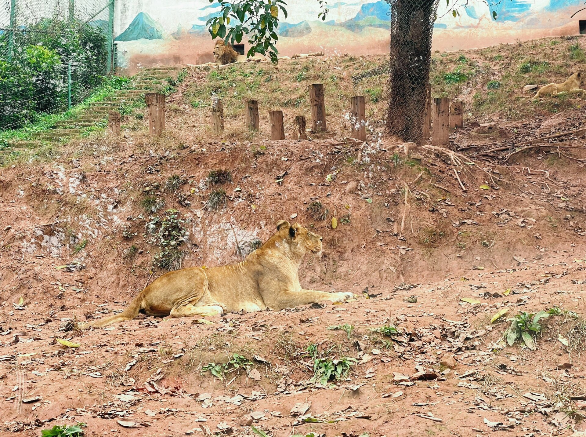 重庆周边游之—永川野生动物园