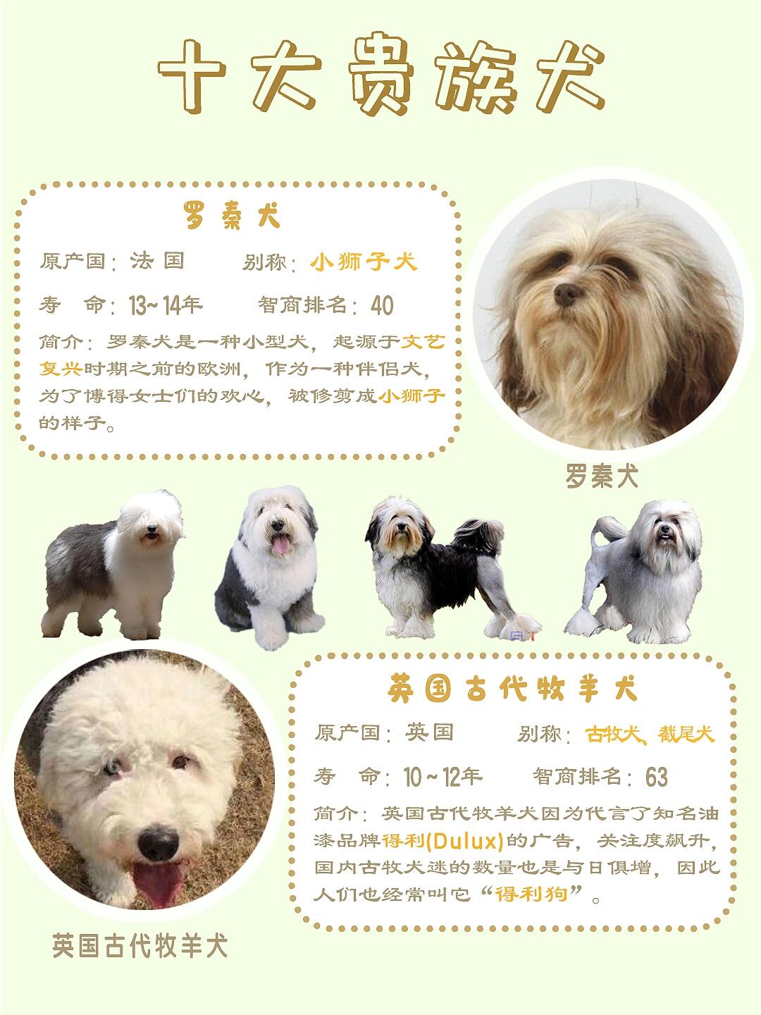世界十大贵族犬,有一个我是没想到的98