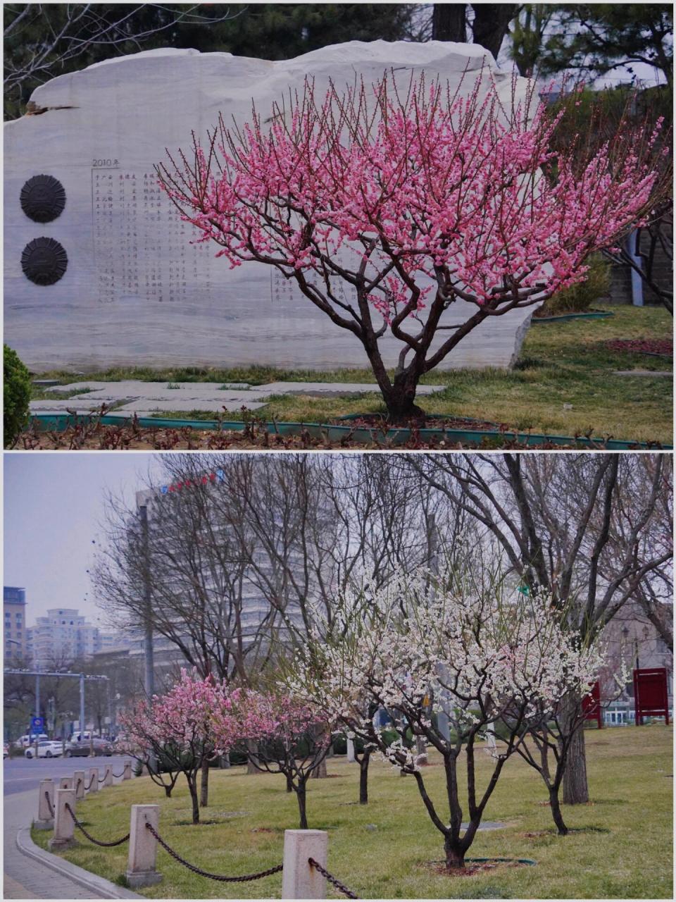 北京观赏梅花景点图片