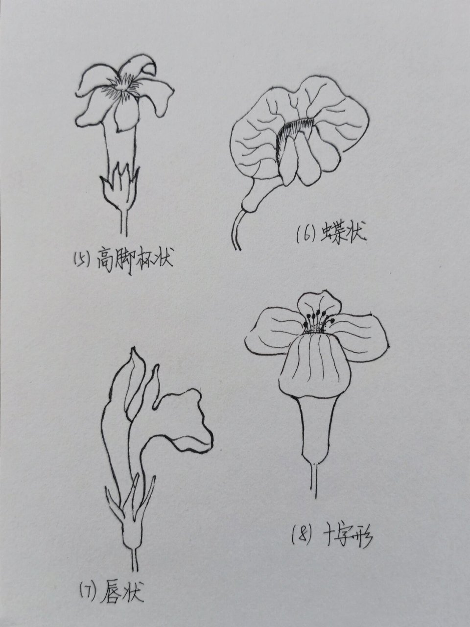 2.钟状:花冠较短,而且广阔,类似钟的形状.