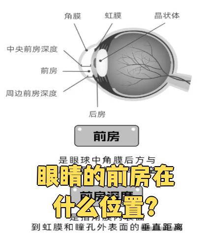 眼睛的前房就是眼球最前面的那个小空间,具体位置在虹膜和晶状体
