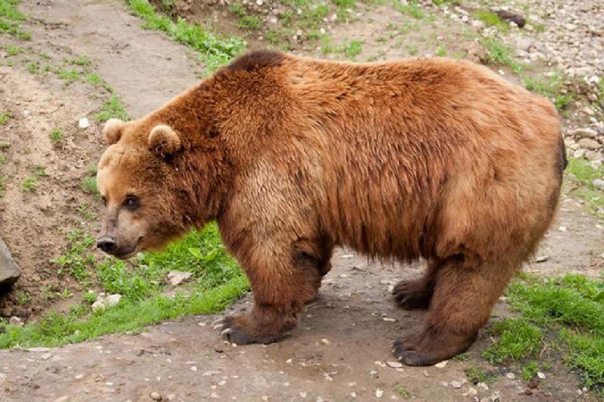 棕熊是食肉目,熊科动物 棕熊(学名:ursus arctos):是食肉目,熊科动物.