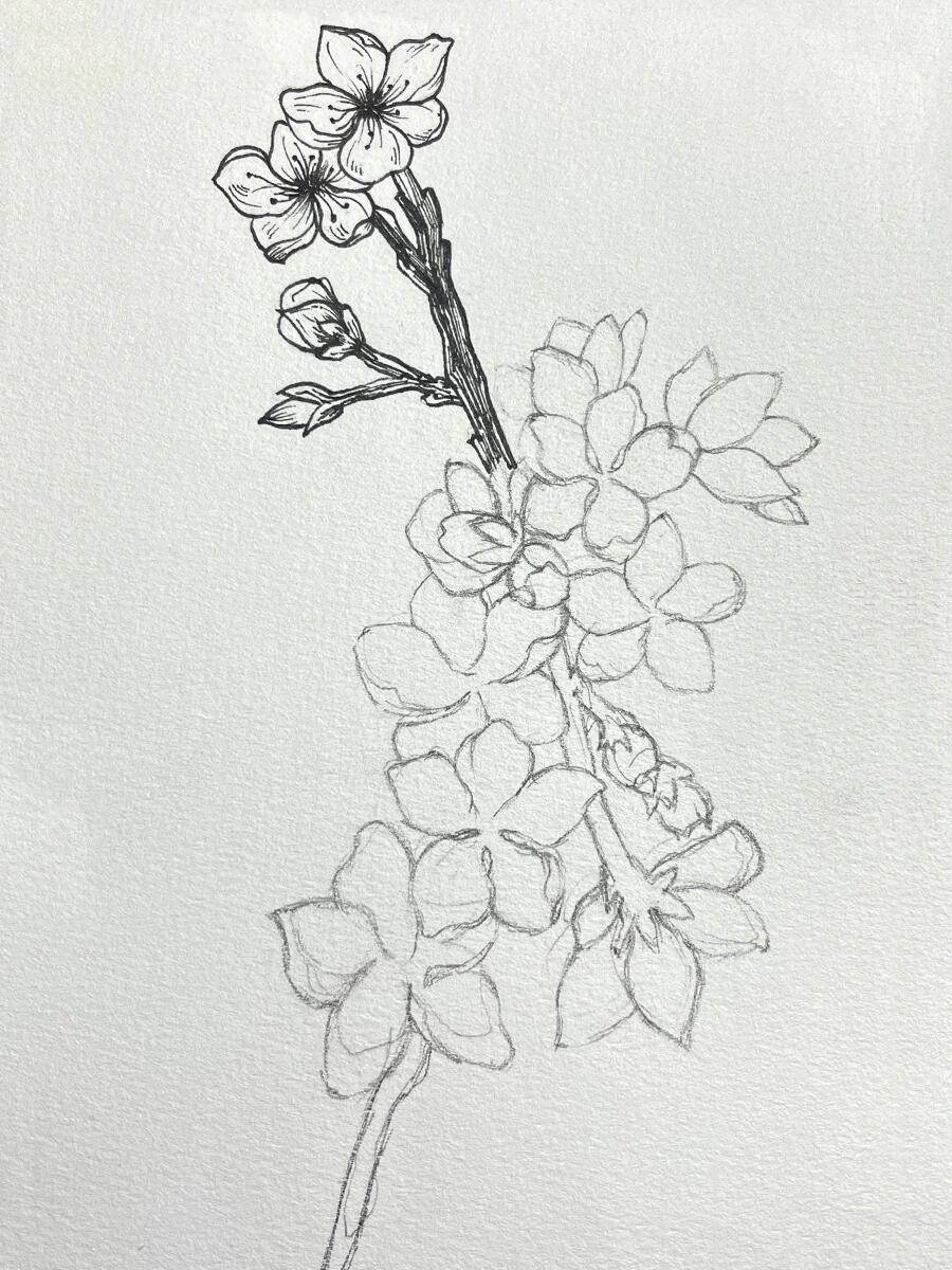 桃花线稿95|针管笔手绘|花卉|附过程图