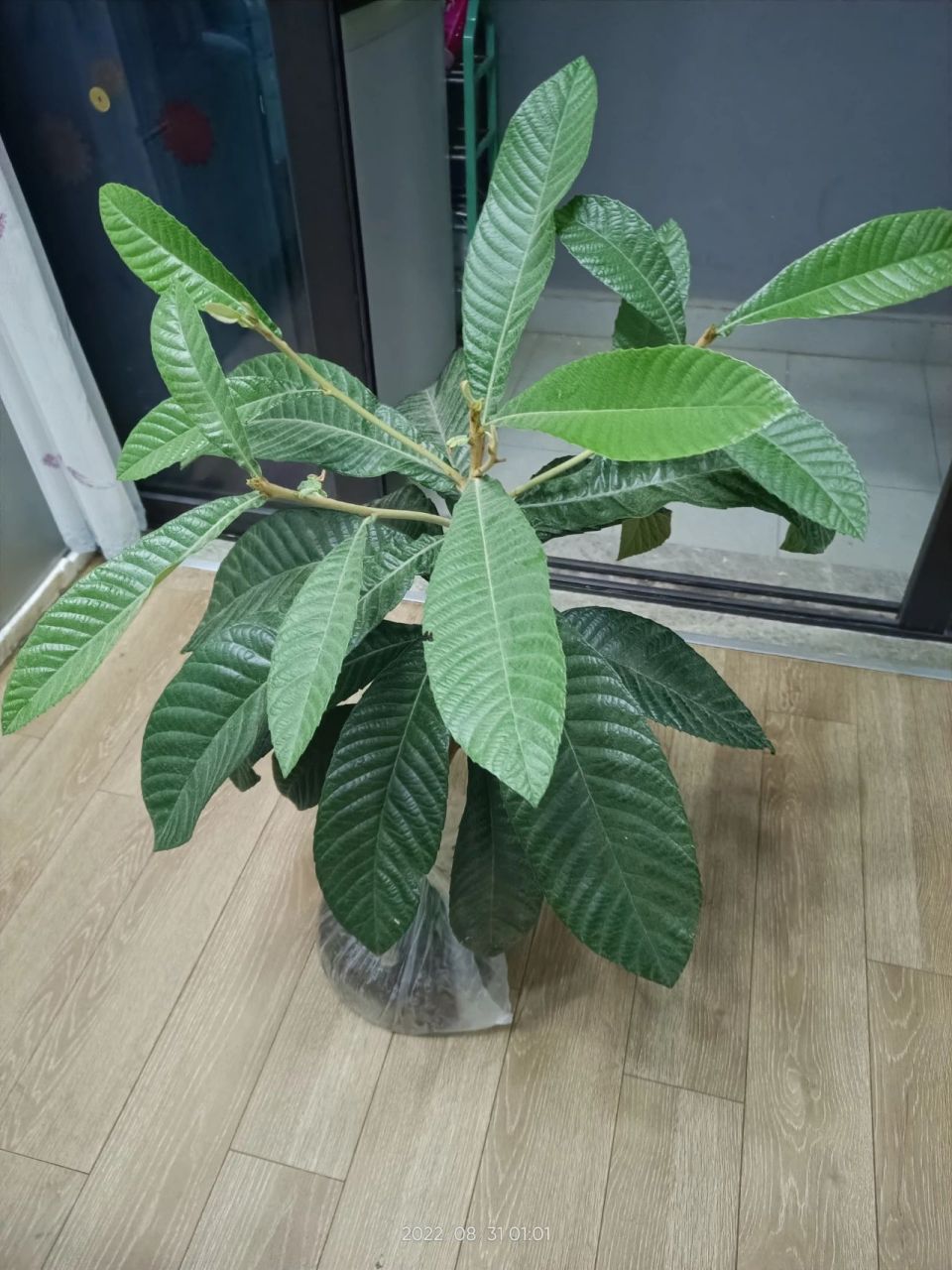 楼房里面的阳台可以种枇杷树吗?