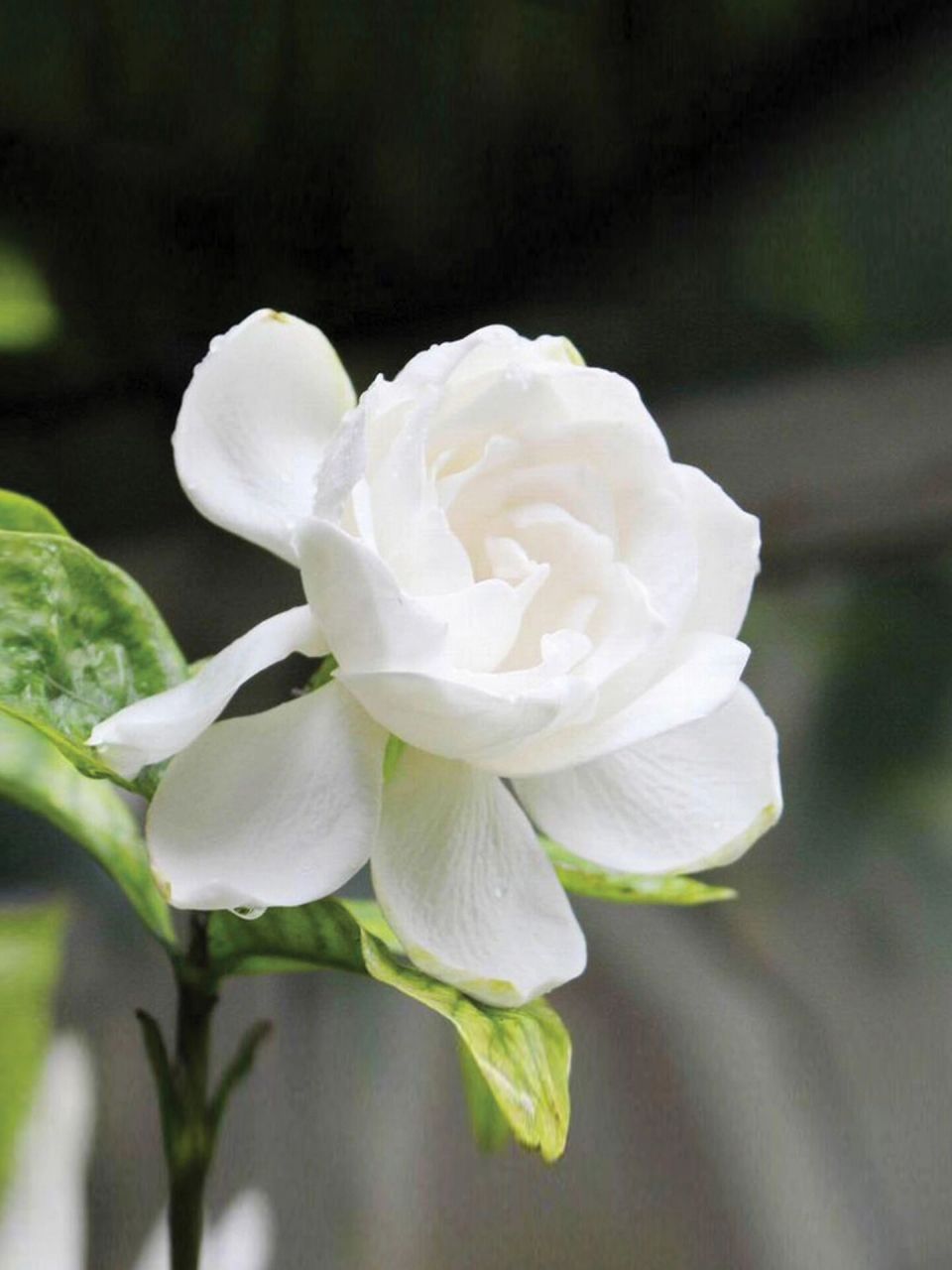 植物养护|栀子花该怎么养 栀子花的花语:永恒的爱,一生守候和喜悦.