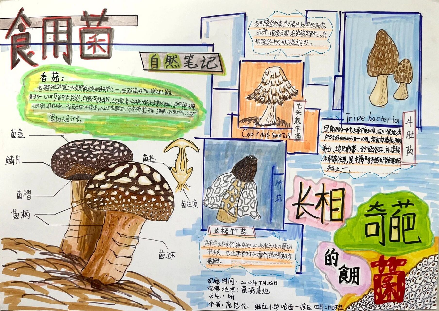 小学自然笔记作品 小学三年级,四年级的自然笔记作品,以入选校一等奖