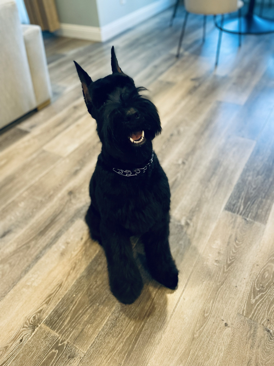 【巨型雪纳瑞】六个月的大宝贝 shera满六个月,第一次剪了雪纳瑞造型.