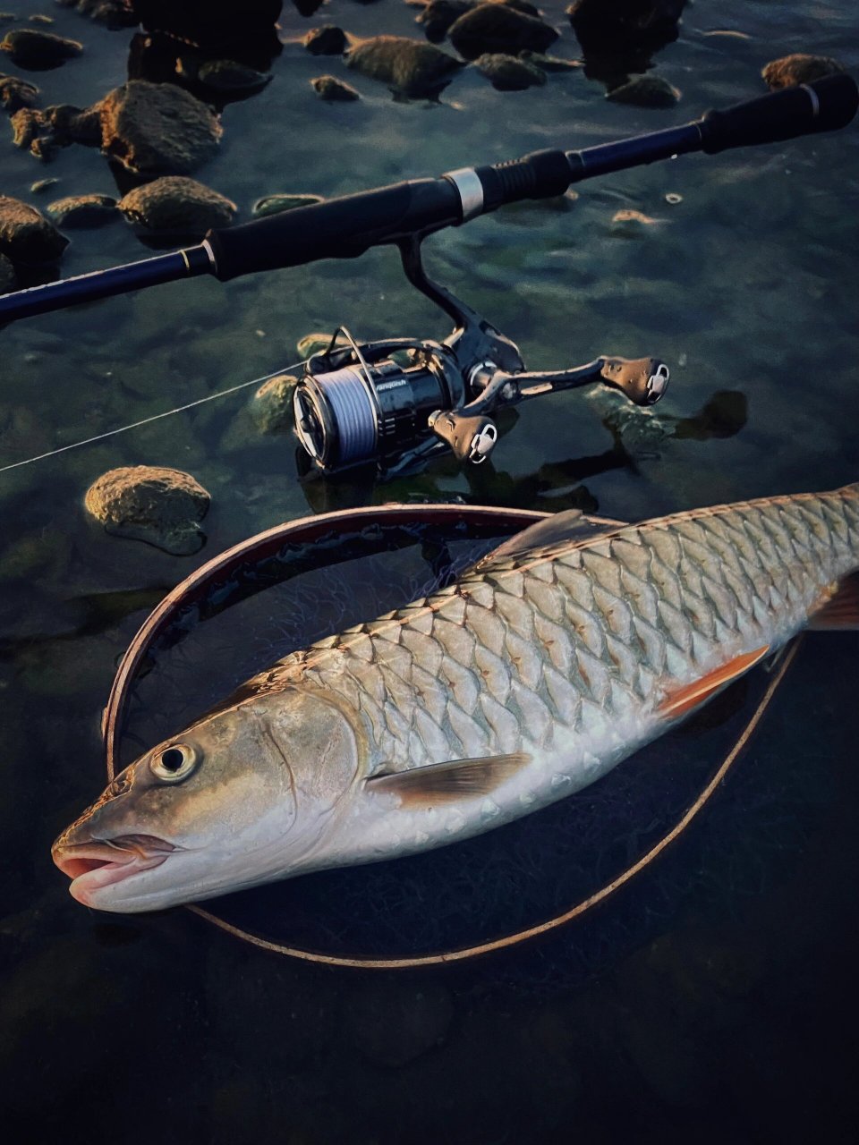 军鱼怎么拍都好看 军鱼出没的的环境,和军鱼的颜值都非常适合拍照,我