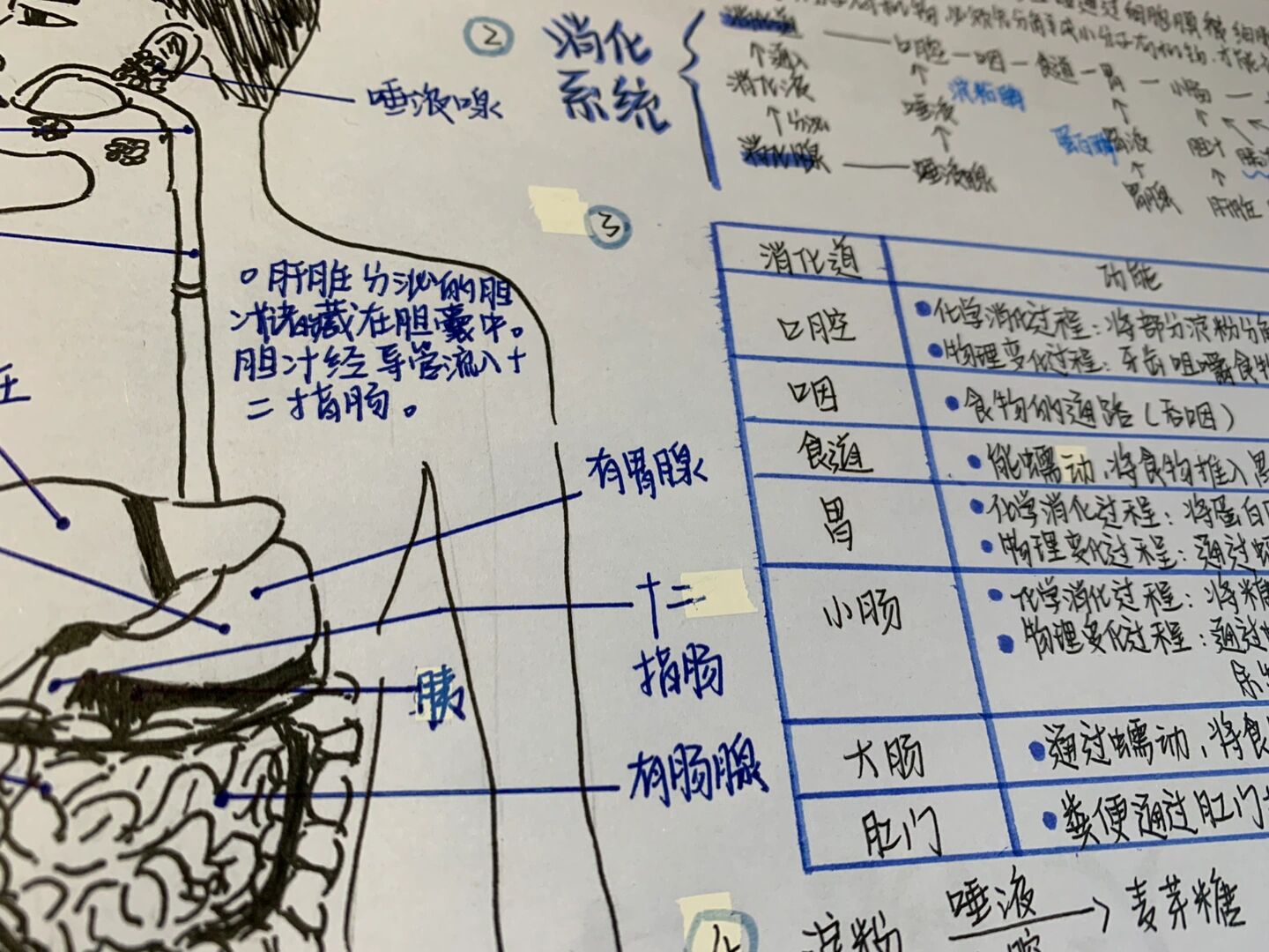 消化与吸收手抄报内容图片