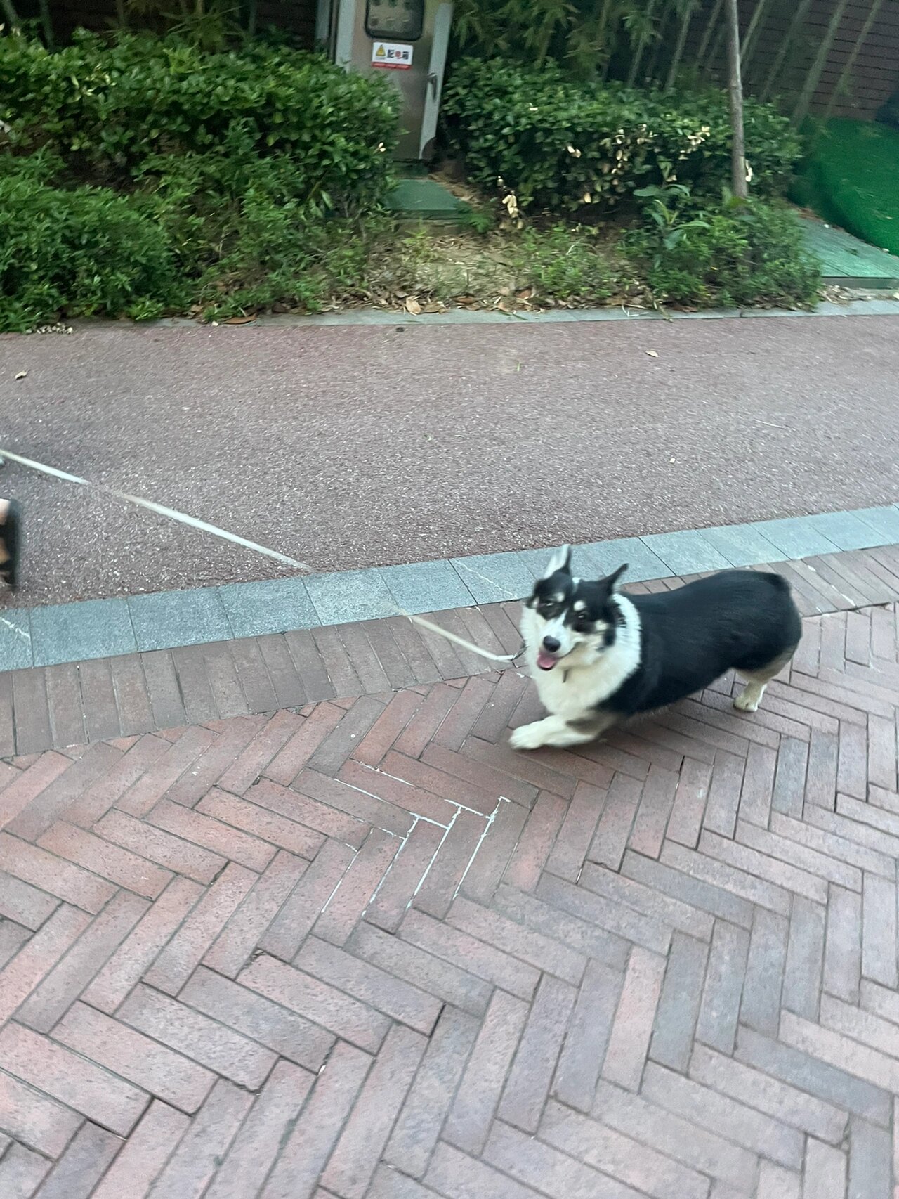 边牧和柯基的串串