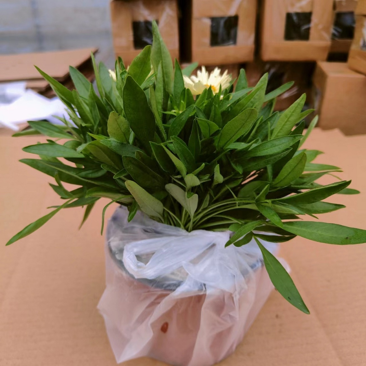 8元/盆 96香雪球120#盆栽白色,紫罗兰色,渐变淡紫色,深粉色,深玫红