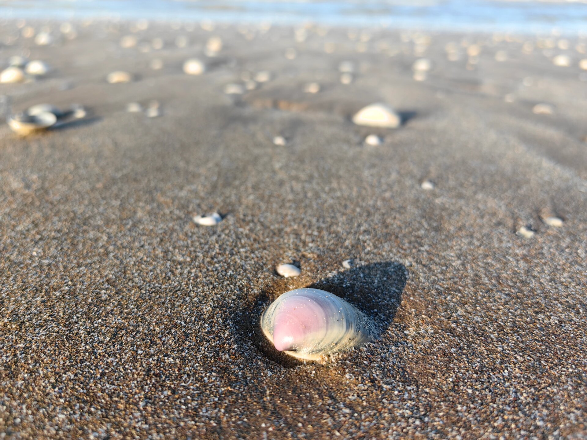 射阳县海边沙滩图片