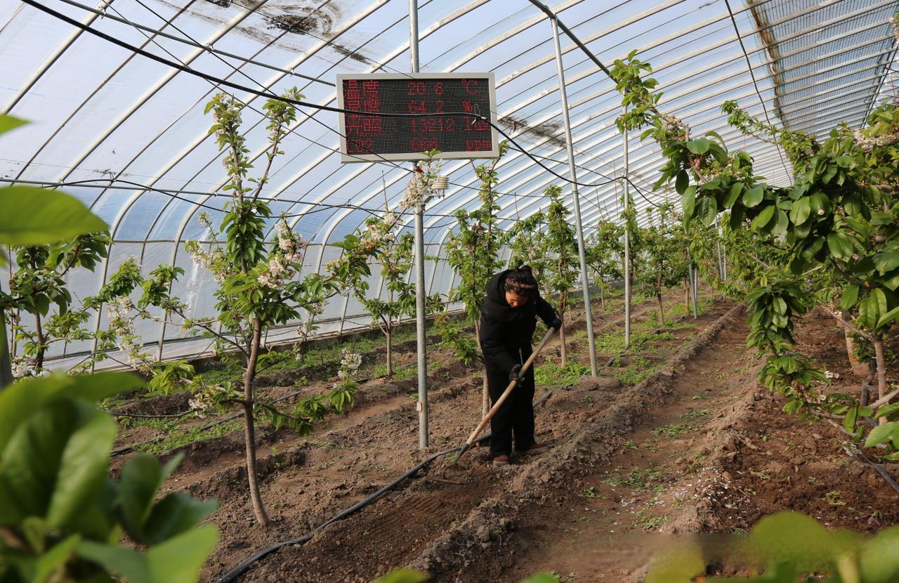 3月10日,晋源区花塔村都市农场的樱桃采摘大棚,一片春意盎然景象