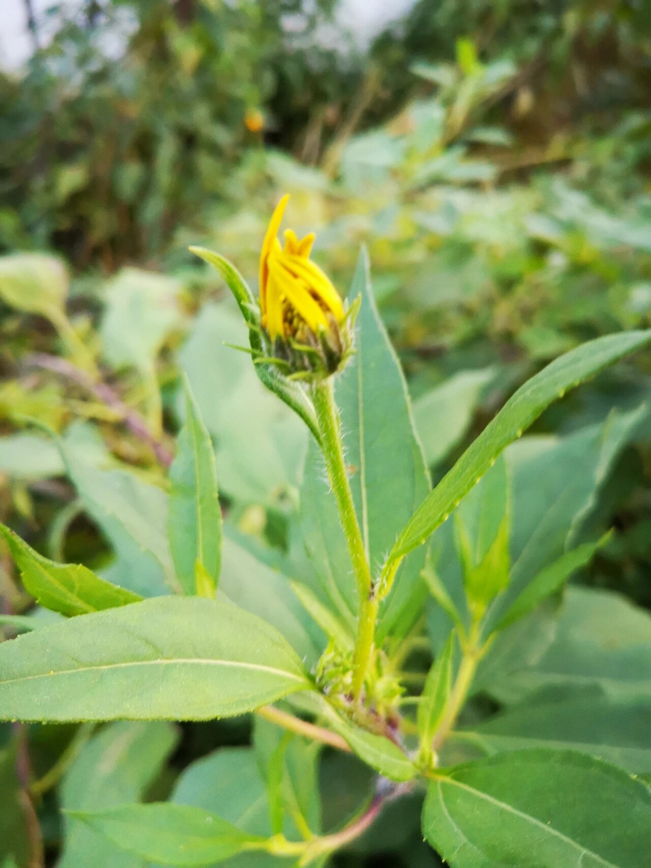 洋姜花 别名:菊芋花 菊芋花花语:热情奔放,坚强勇敢