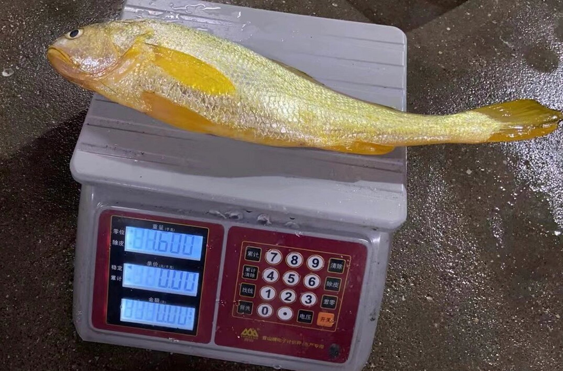 黄花鱼大金条 海钓野生黄花鱼,真正的金光闪闪,不是养殖黄鱼能比的