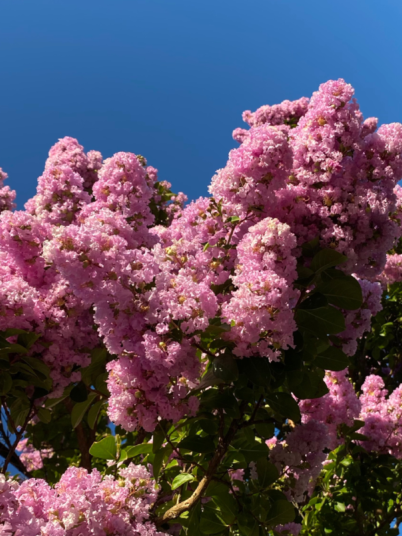 图后的名字是lagerstroemia indica x fauriei sioux crepe myrtle