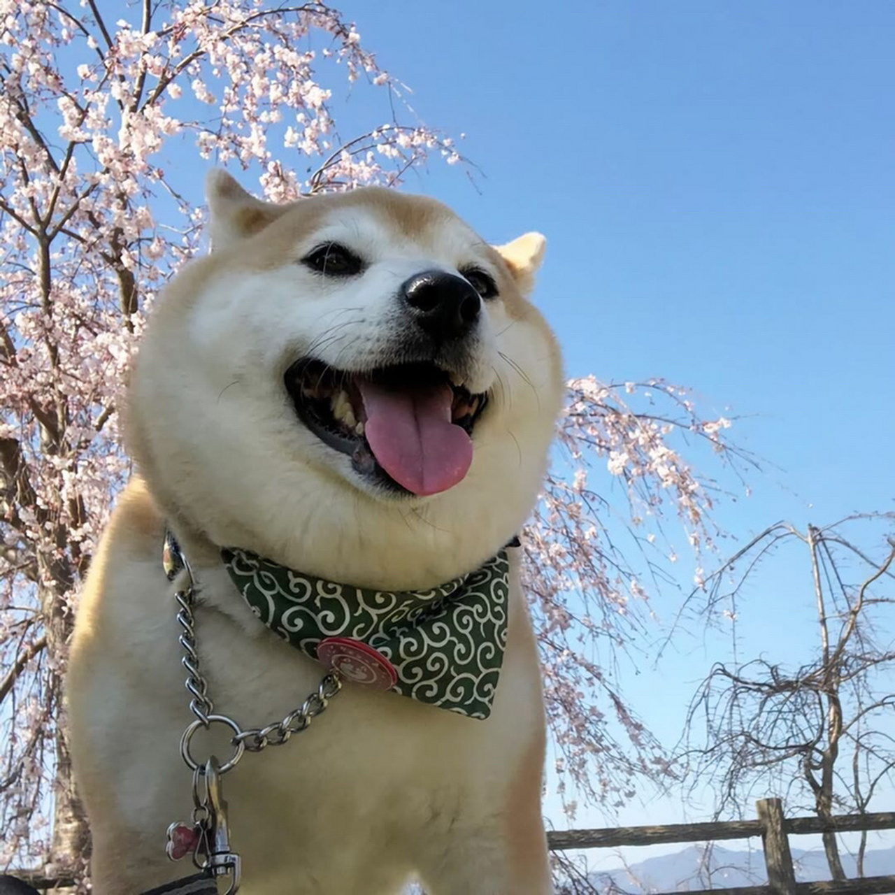狗子情侣头像