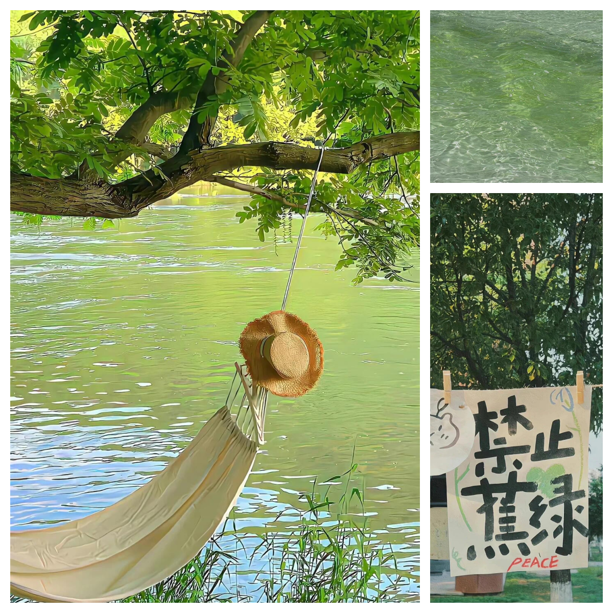 春去夏至,一抹绿意,心情愉悦
