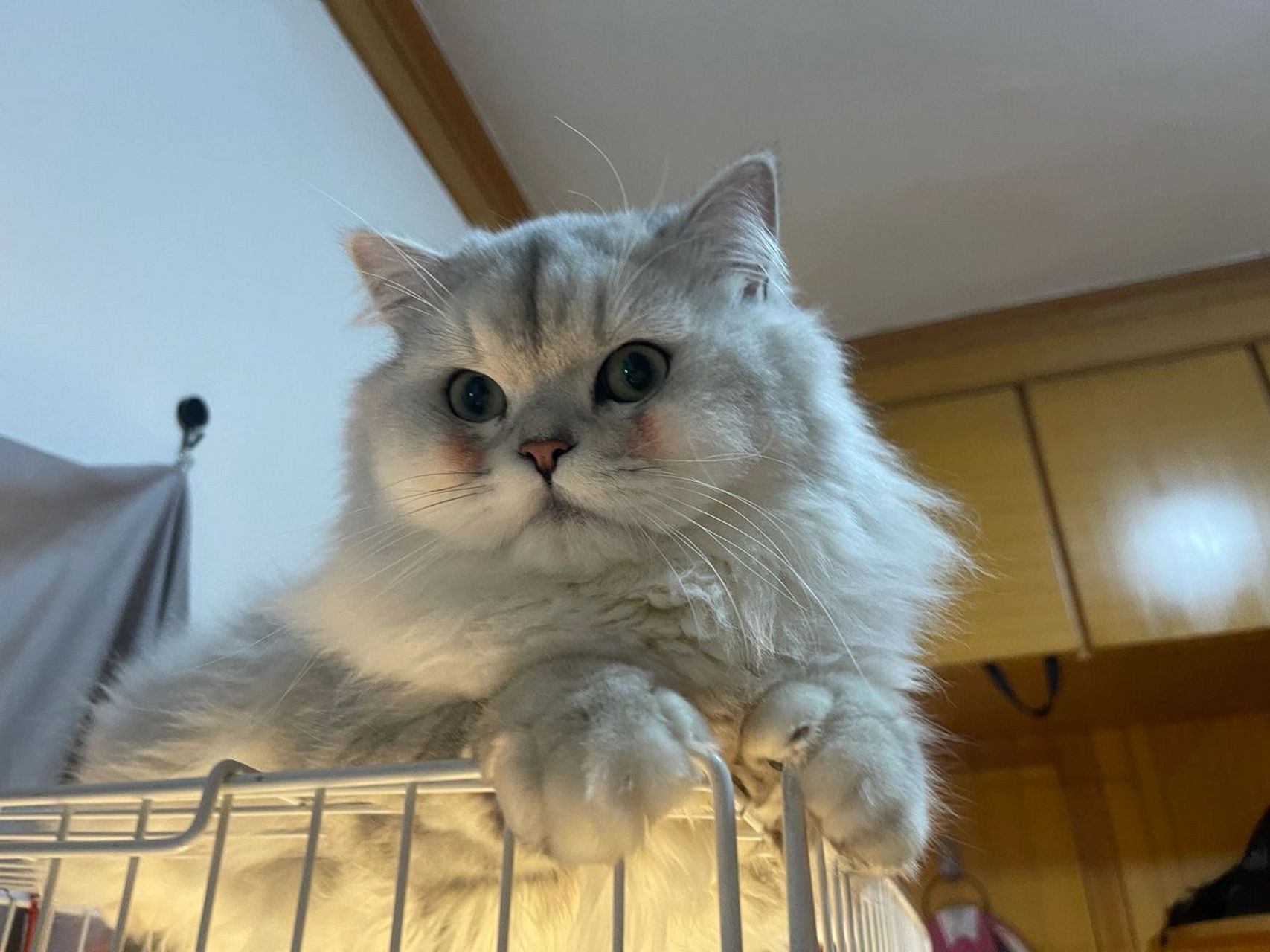 南昌银点血长毛银渐层金吉拉配种 长毛银渐层金吉拉相亲,银点血,可能