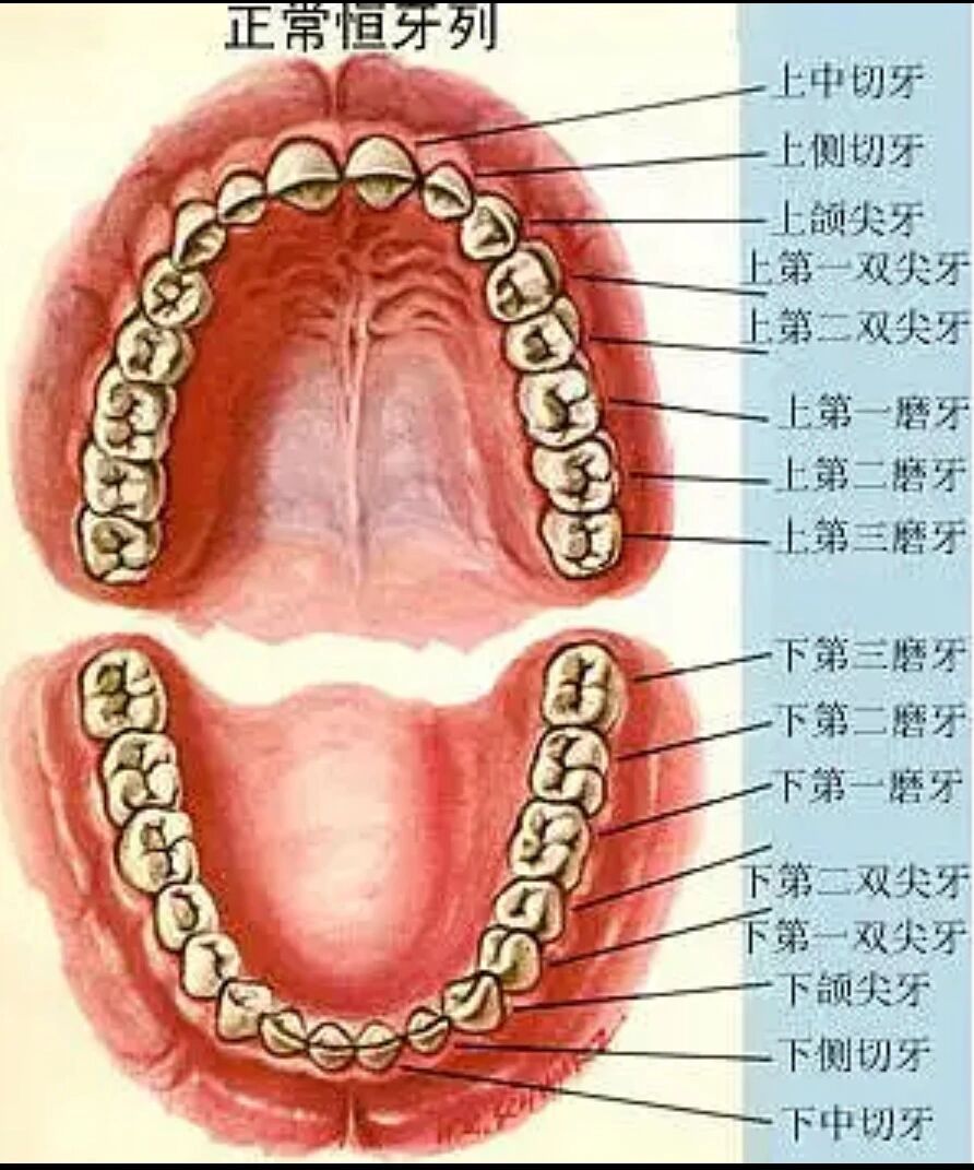 婴儿先长侧切牙的原因图片