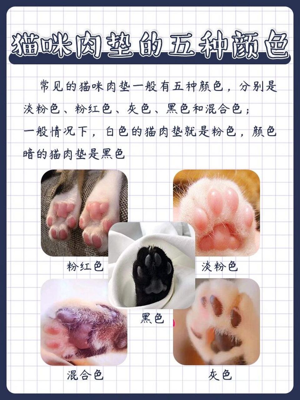 猫的爪子上的肉垫都有什么颜色?