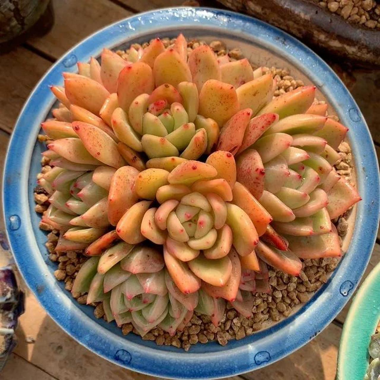 每日多肉分享 1.罗杰安娜   2.祖母绿  3.白夜香槟 4.胜者骑兵  5.