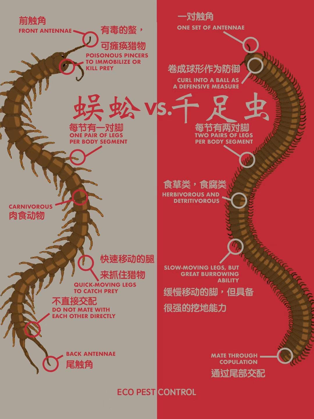 蜈蚣与千足虫的区别