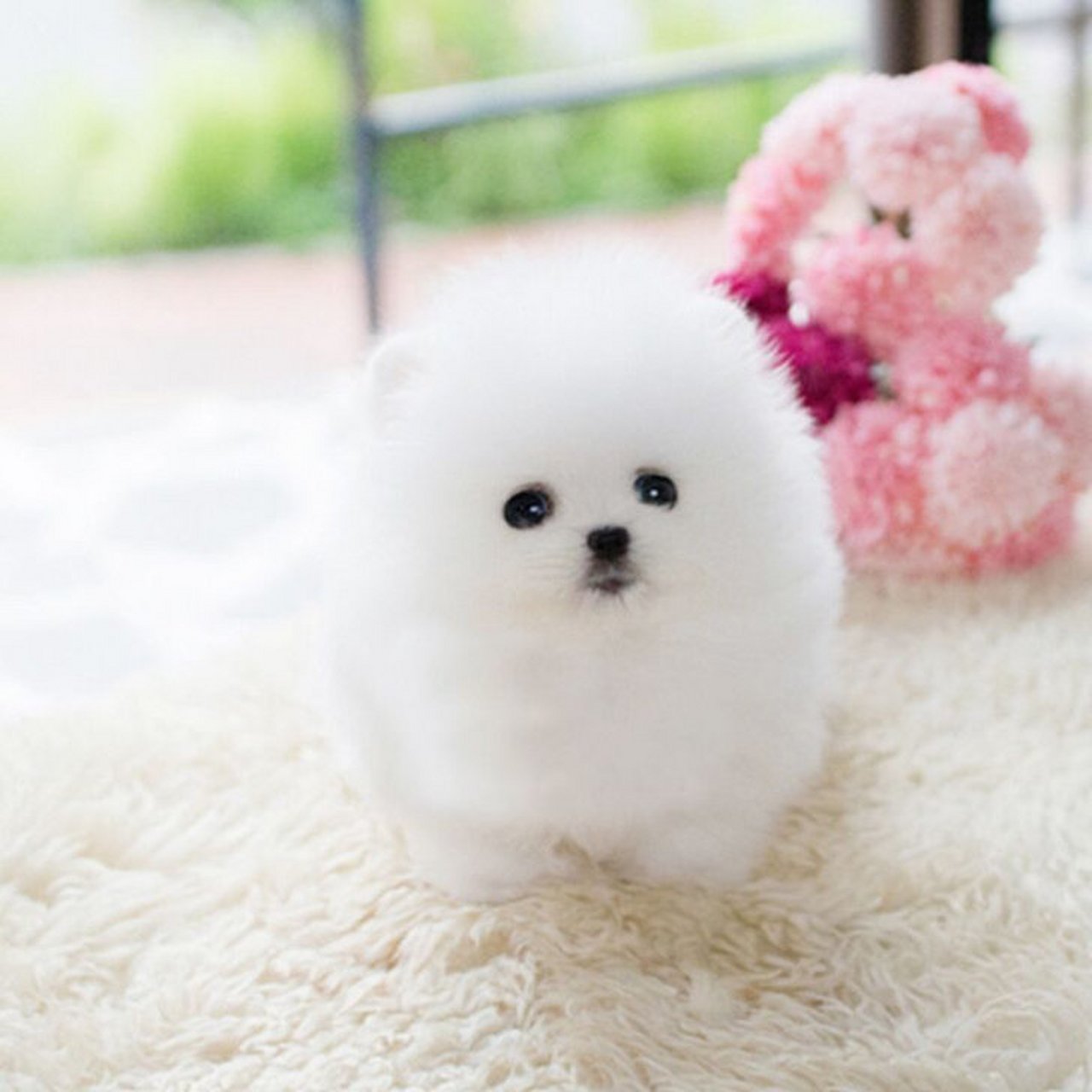 上海纯种茶杯犬博美犬幼犬活体袖珍长不大博美俊介犬宠物狗训练g